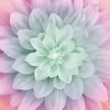 Pastel Dream Big Hoffman Quilt Panel 43 x 43 Inches Digital Print