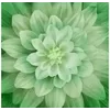Leaf Dream Big Hoffman Quilt Panel 43 x 43 Inches Digital Print