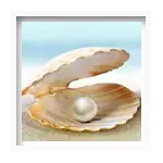Shell - Sewing Buddies Australia