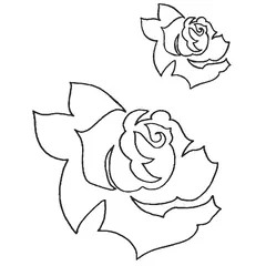 Rose 30431