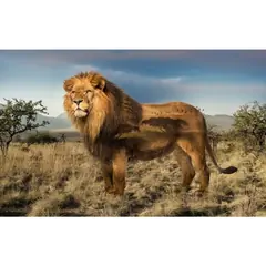 Lion Wild Kingdom Hoffman Quilt Panel 43 x 27 Inches Digital Print