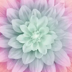 Pastel Dream Big Hoffman Quilt Panel 43 x 43 Inches Digital Print