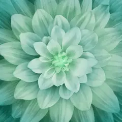 Spruce Dream Big Hoffman Quilt Panel 43 x 43 Inches Digital Print