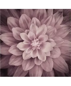 Plum Dream Big Hoffman Quilt Panel 43 x 43 Inches Digital Print