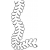 S-Curve Feather Border Medium #30450