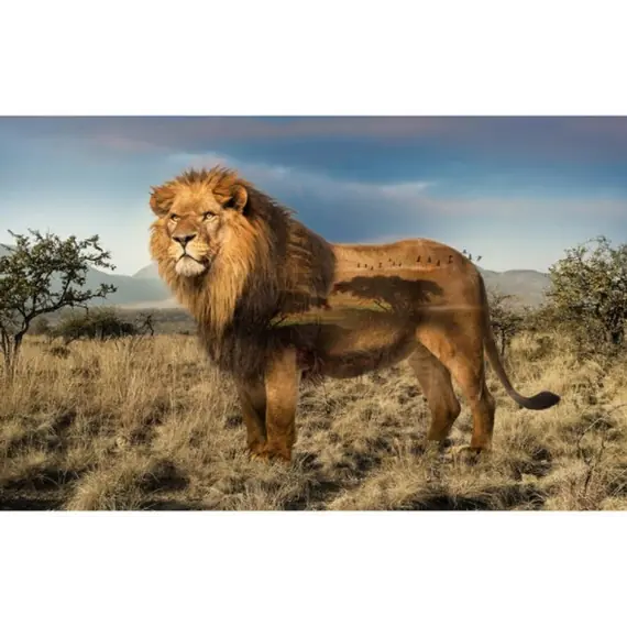 Lion Wild Kingdom Hoffman Quilt Panel 43 x 27 Inches Digital Print