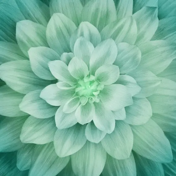 Spruce Dream Big Hoffman Quilt Panel 43 x 43 Inches Digital Print